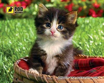 Коврик Pod Mishkou КОТЕНОК В КОРЗИНЕ