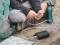 Миниатюра Sandberg Hand Warmer Powerbank 10000 420-65, фото 5