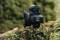 Миниатюра Canon RF 5.2mm f/2.8 Dual Fisheye 5554C005, фото 6