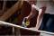 Миниатюра STANLEY FatMax, 710 Вт, 3200 хід/хв, 2.74 кг, кейс FME340K, фото 4