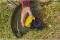Миниатюра STANLEY FatMax, 18V (20 В), 4Ah, 6000 об., 33 см SFMCSTB933M, фото 6