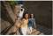 Миниатюра Insta360 X5 Standard Bundle Satin White Limited Edition 6977644763612, фото 7